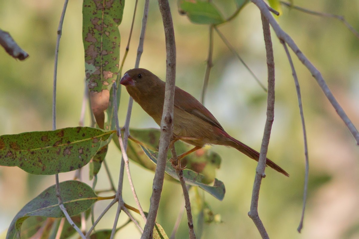 Crimson Finch - Dave Curtis