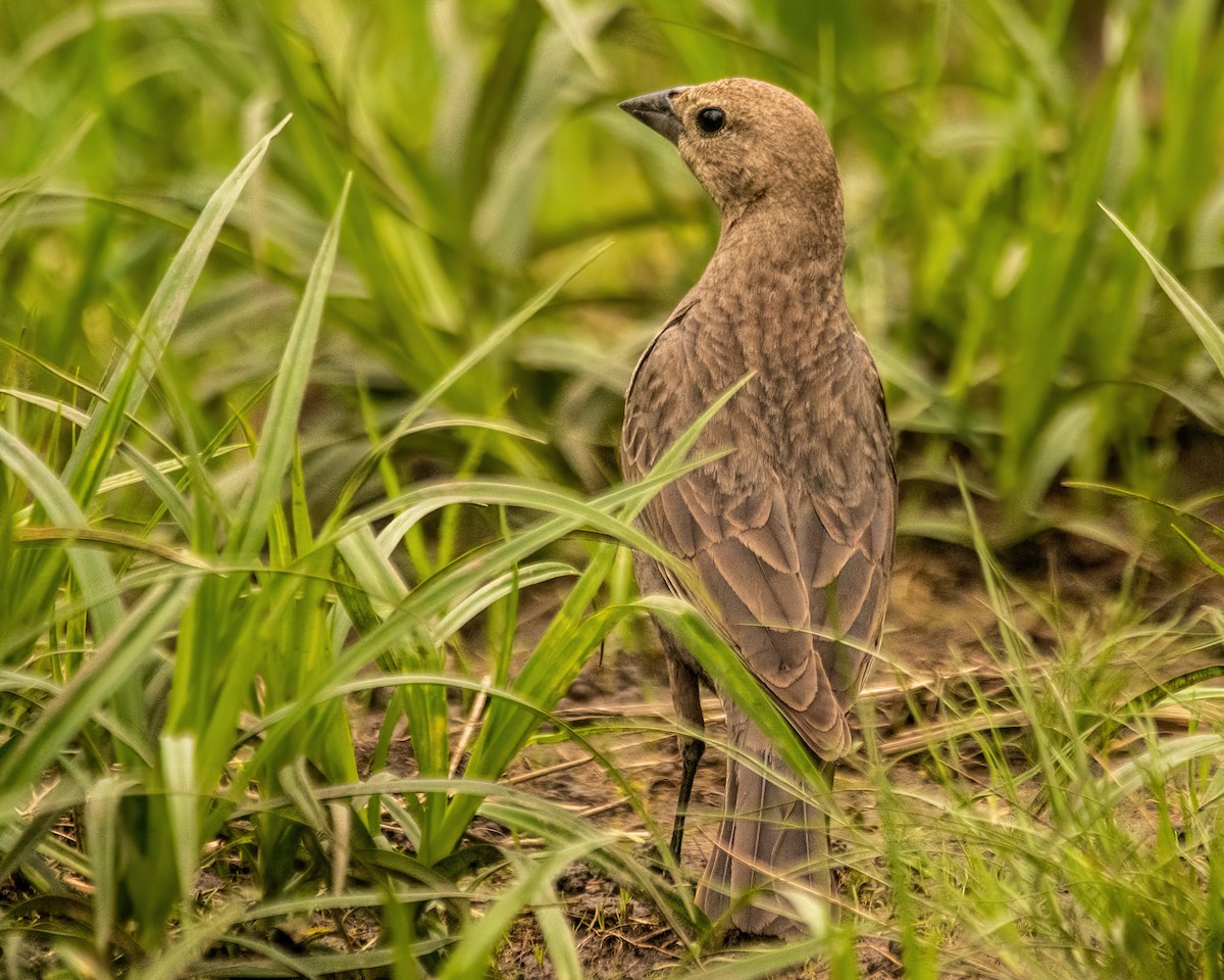 Brown-headed Cowbird - Marc Boisvert