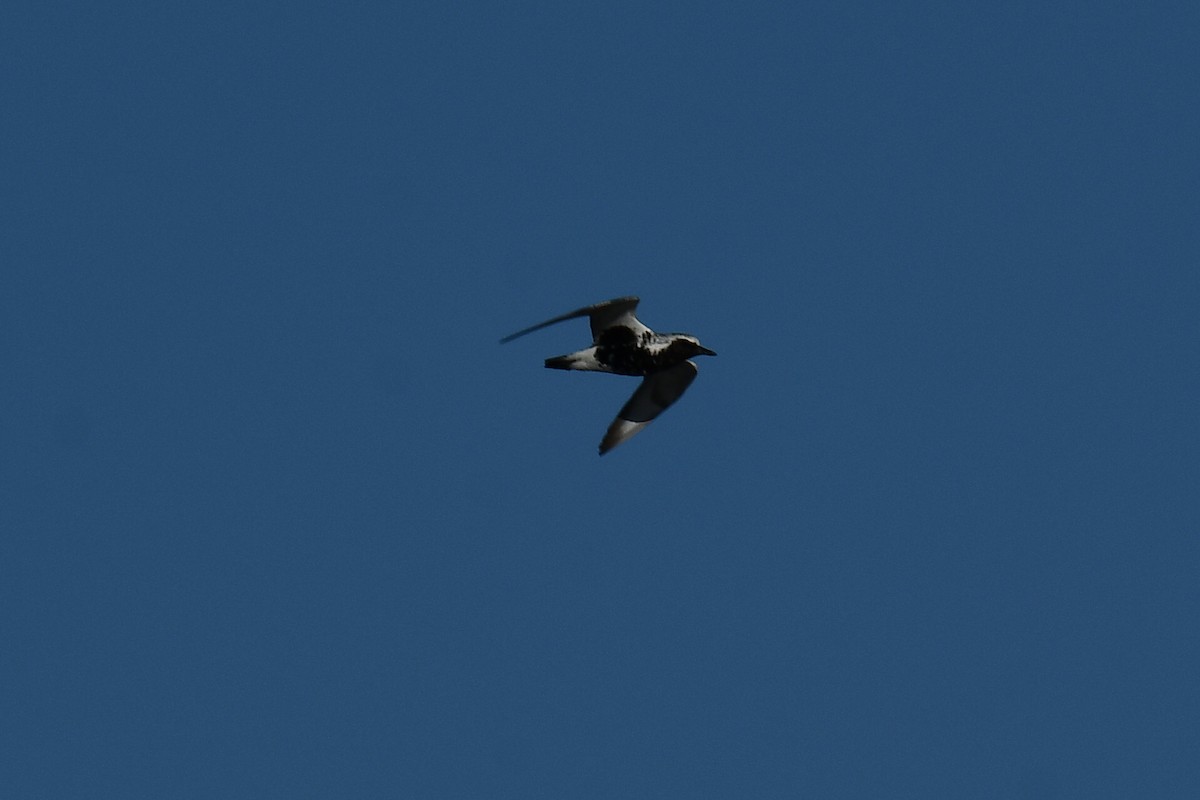 Black-bellied Plover - ML619121765