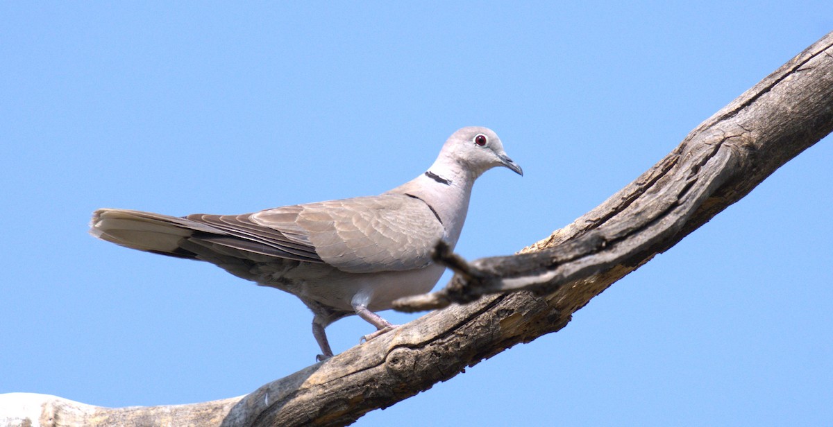 Eurasian Collared-Dove - AJAY ARNOLD
