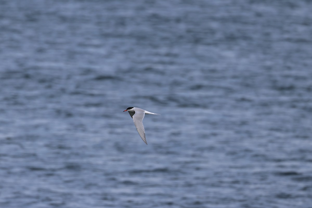 Common Tern - Manon leduc