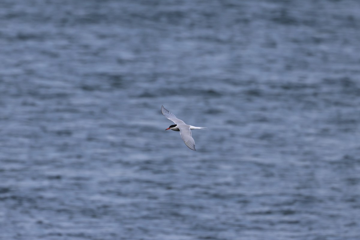 Common Tern - Manon leduc