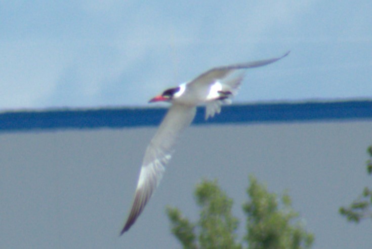 Caspian Tern - ML619121796