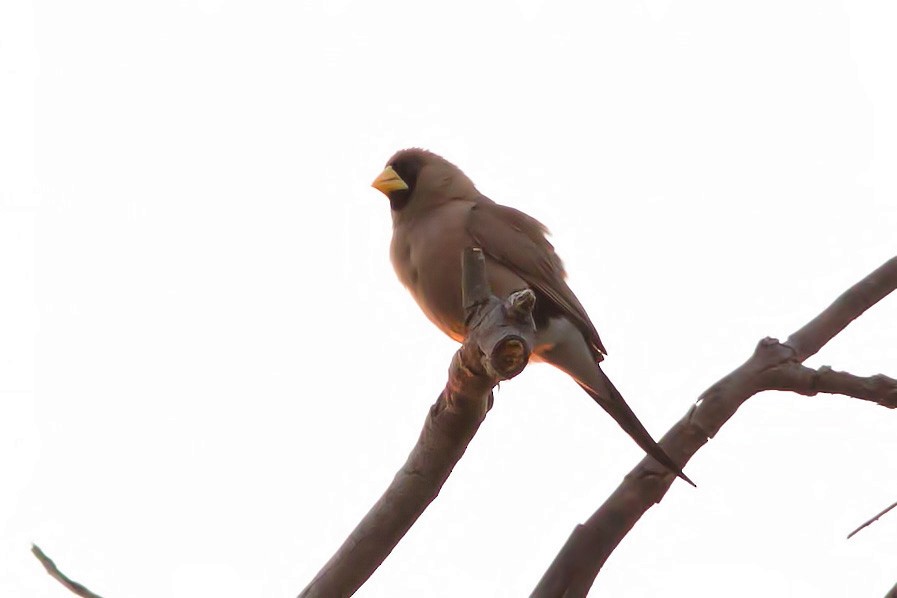 Masked Finch - ML619121830