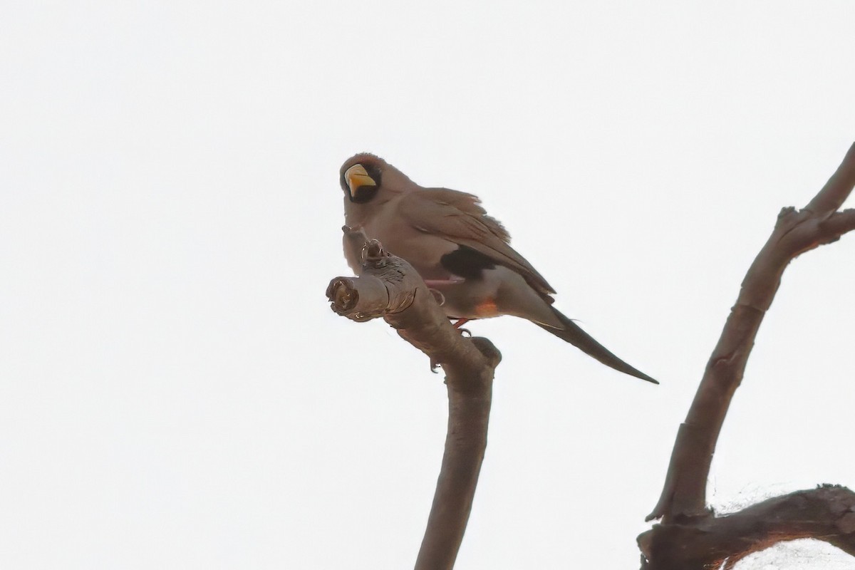 Masked Finch - Dave Curtis