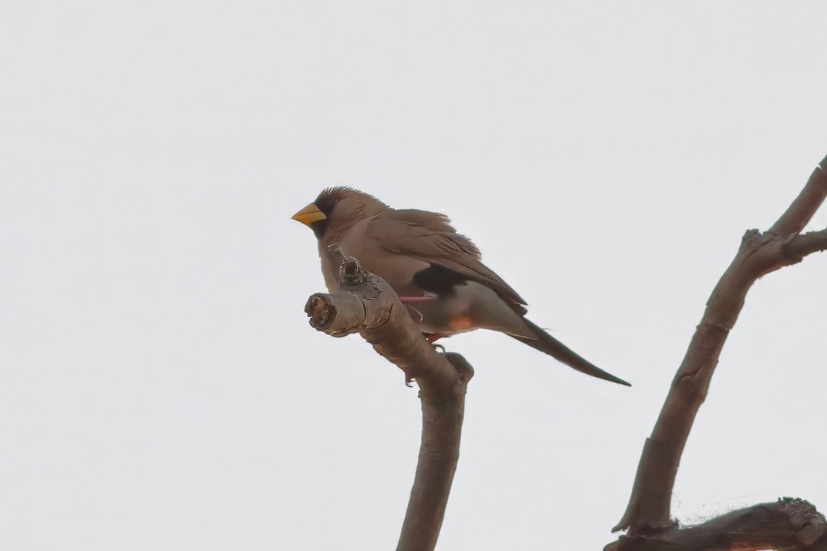 Masked Finch - Dave Curtis