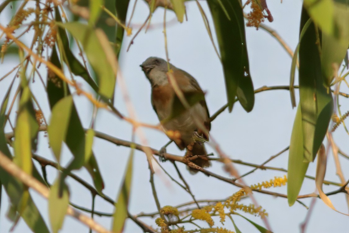 Rufous-banded Honeyeater - Dave Curtis