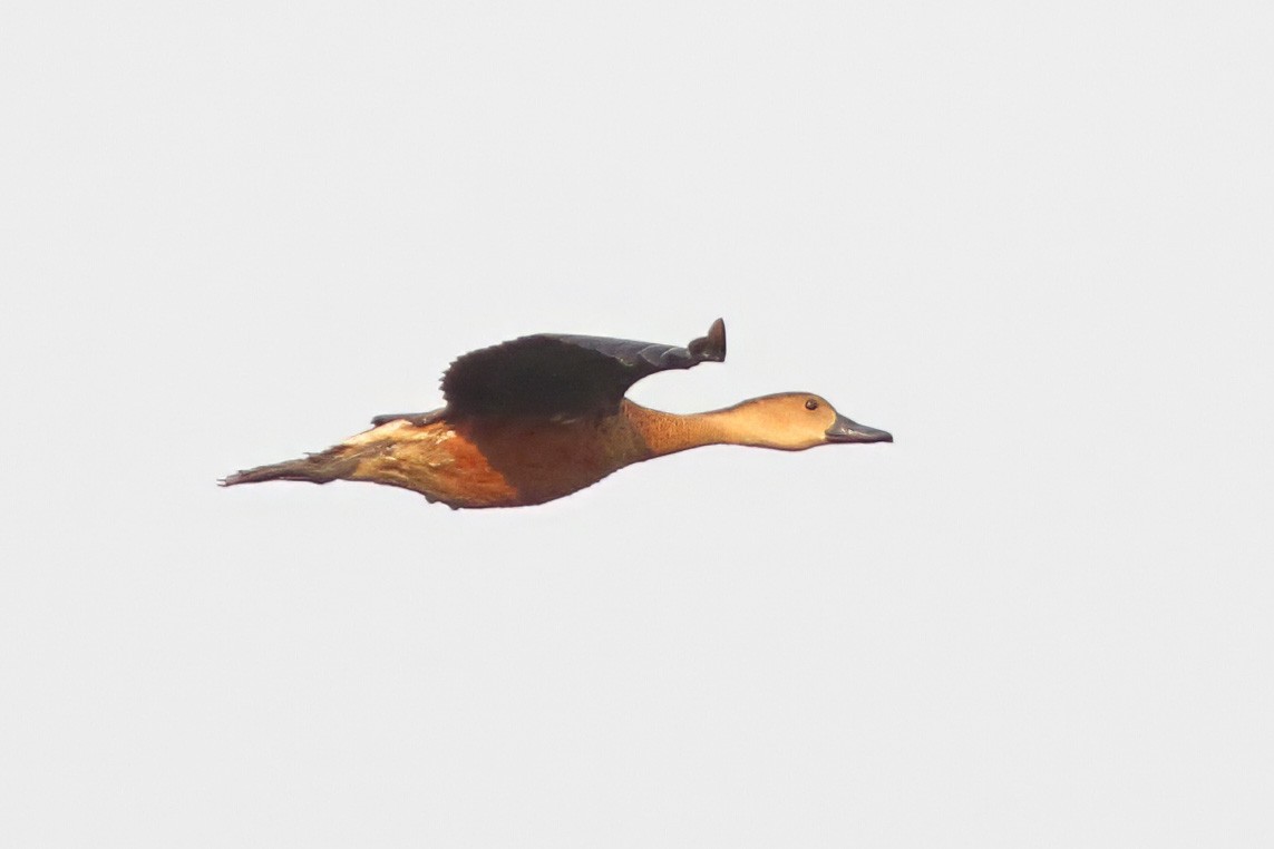 Wandering Whistling-Duck - Dave Curtis