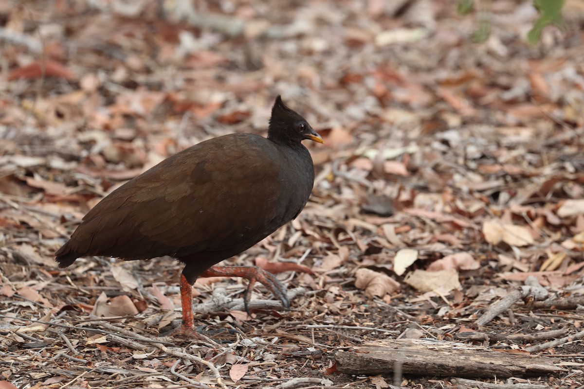 Orange-footed Megapode - Todd Burrows