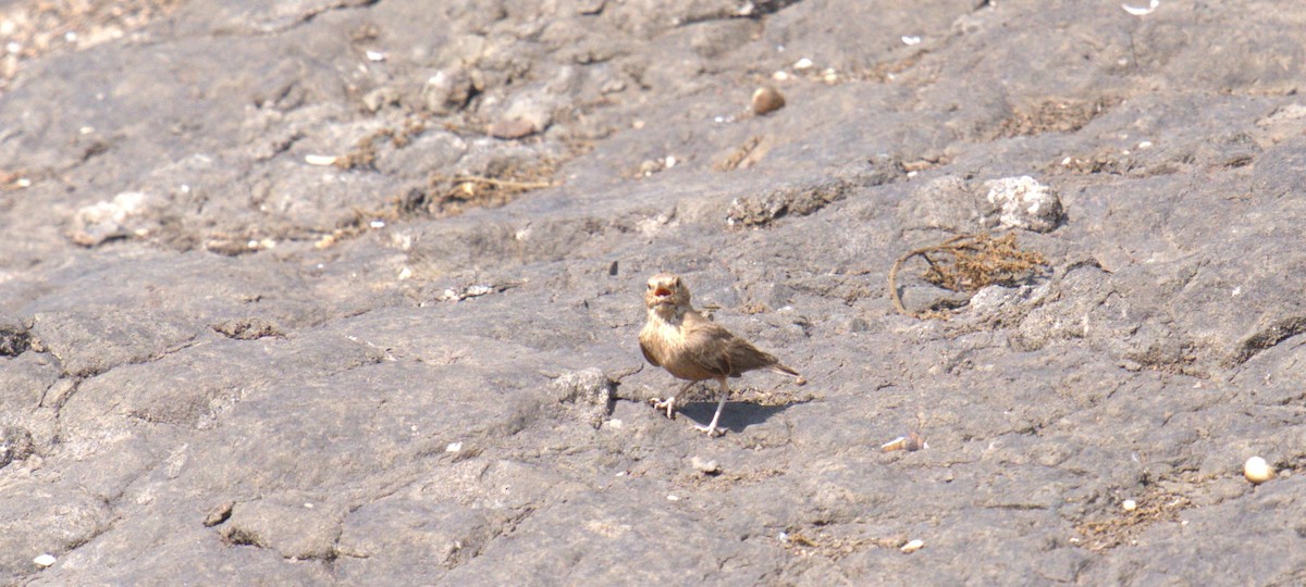 Rufous-tailed Lark - AJAY ARNOLD