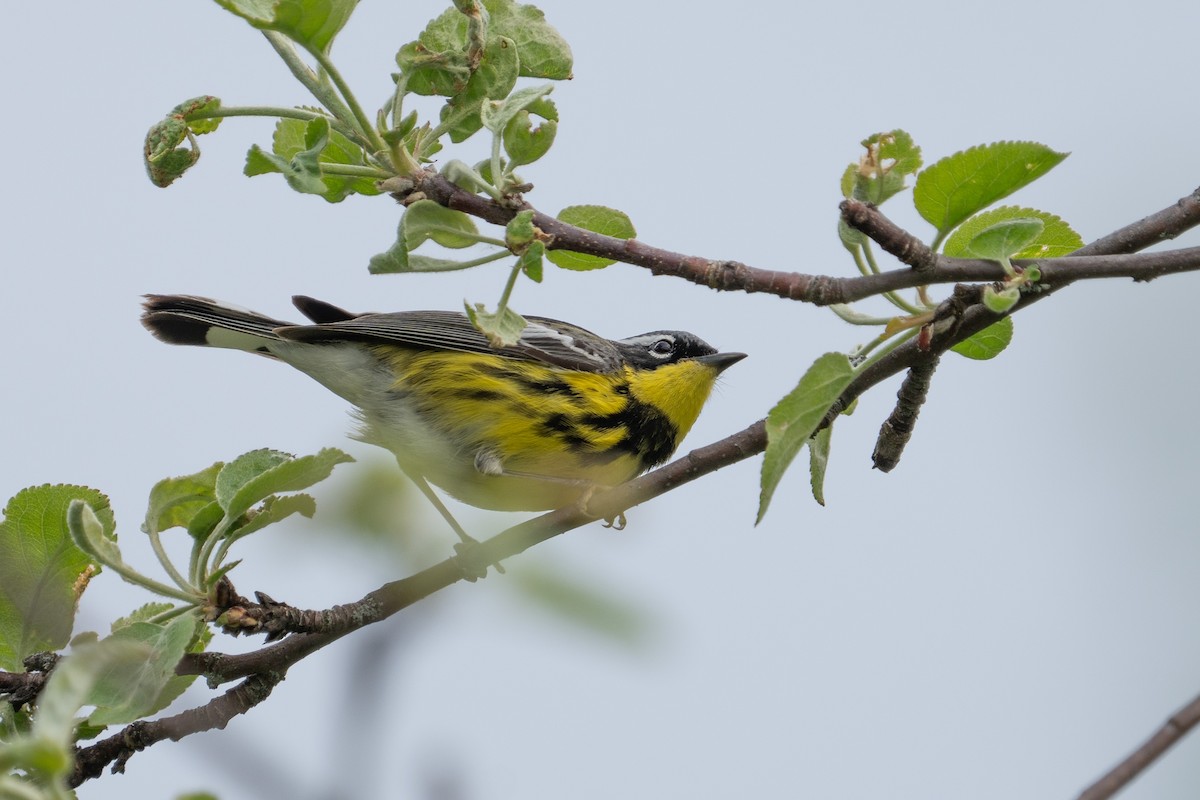 Magnolia Warbler - Bernard Rodrigue