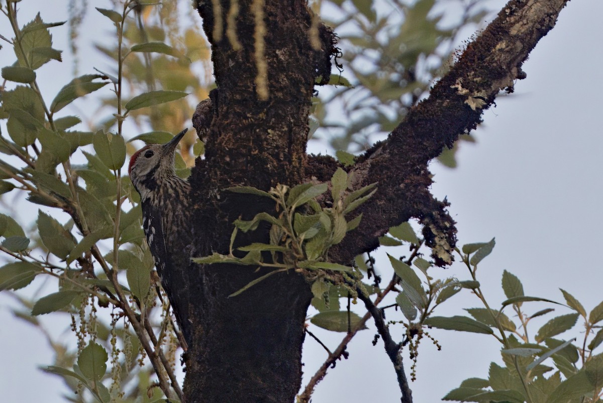 Stripe-breasted Woodpecker - ML619121915