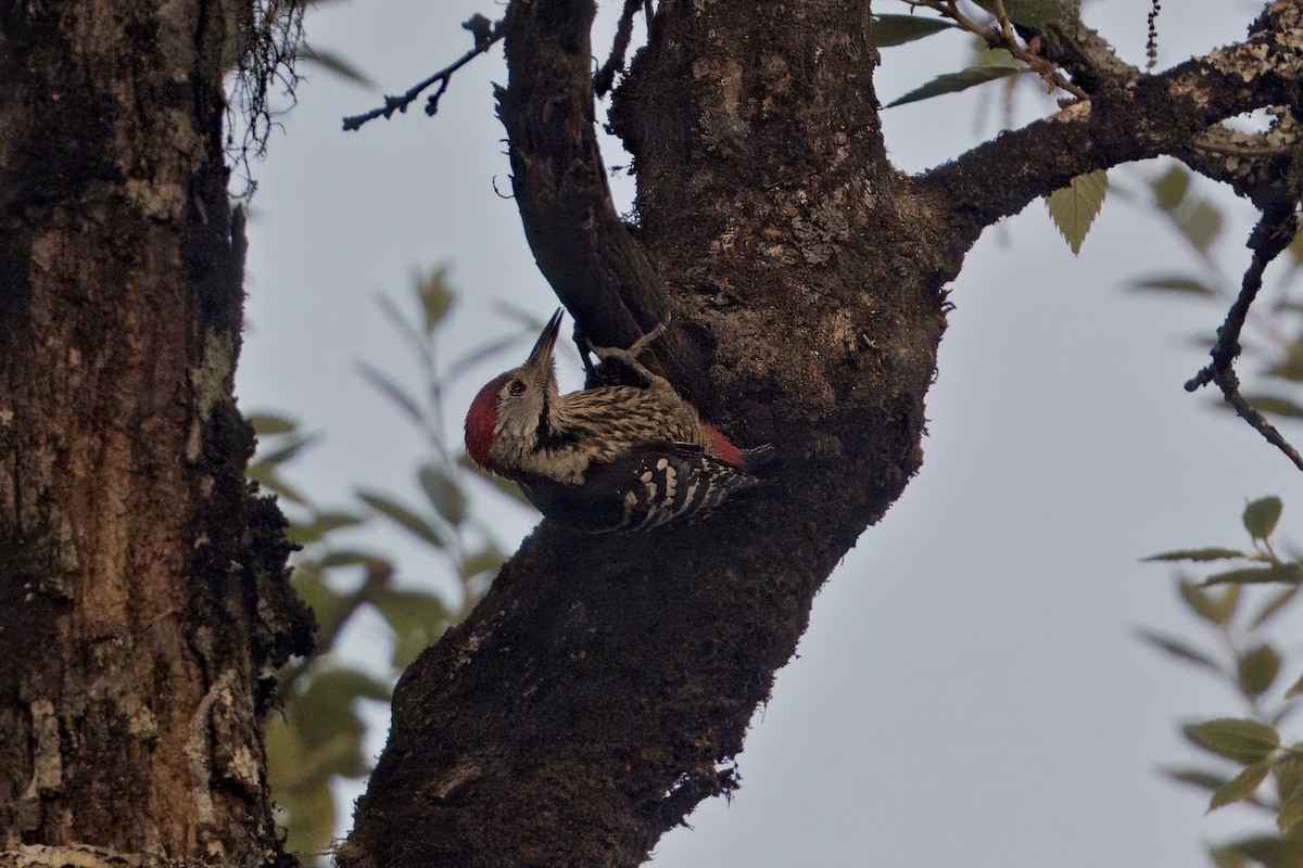 Stripe-breasted Woodpecker - ML619121916