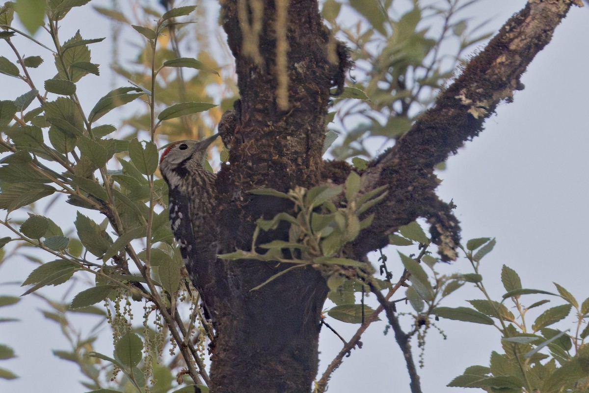 Stripe-breasted Woodpecker - ML619121917