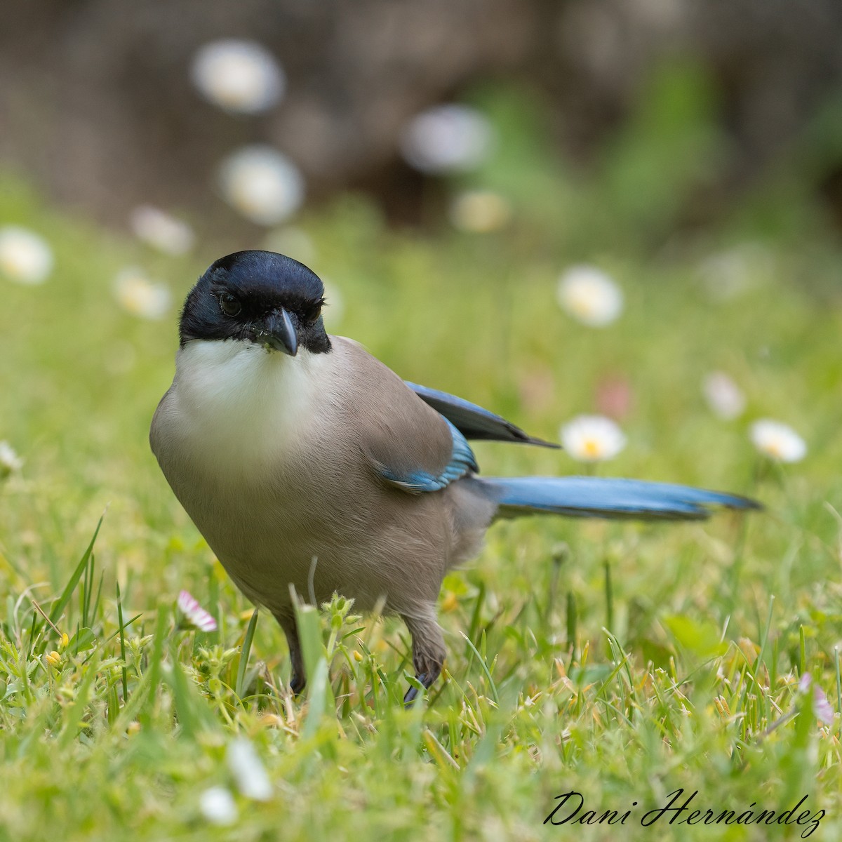 Iberian Magpie - ML619121919