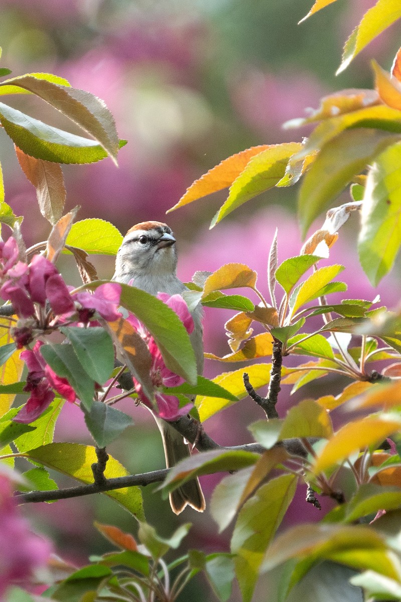 Chipping Sparrow - Bernard Rodrigue