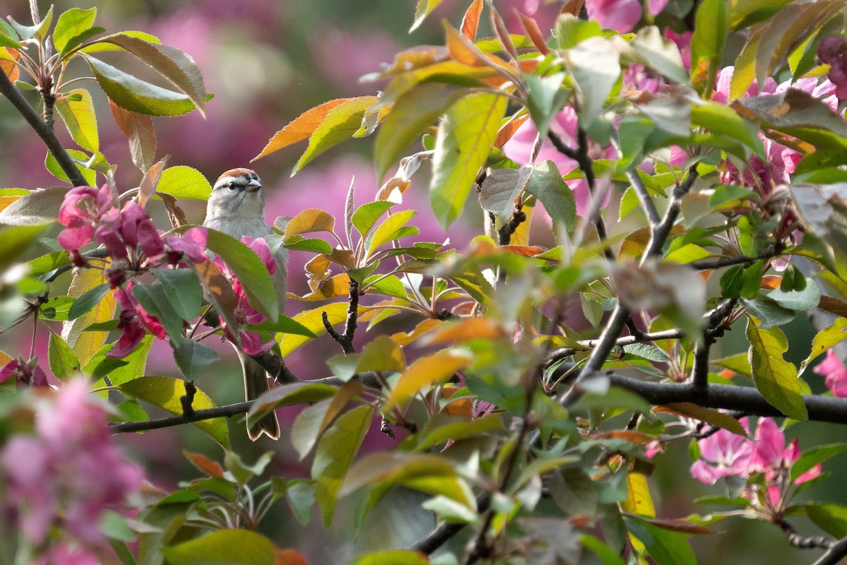 Chipping Sparrow - Bernard Rodrigue