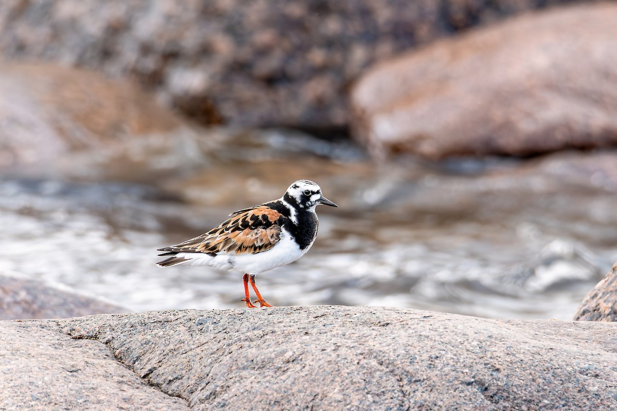 Ruddy Turnstone - Сергей Кукуев