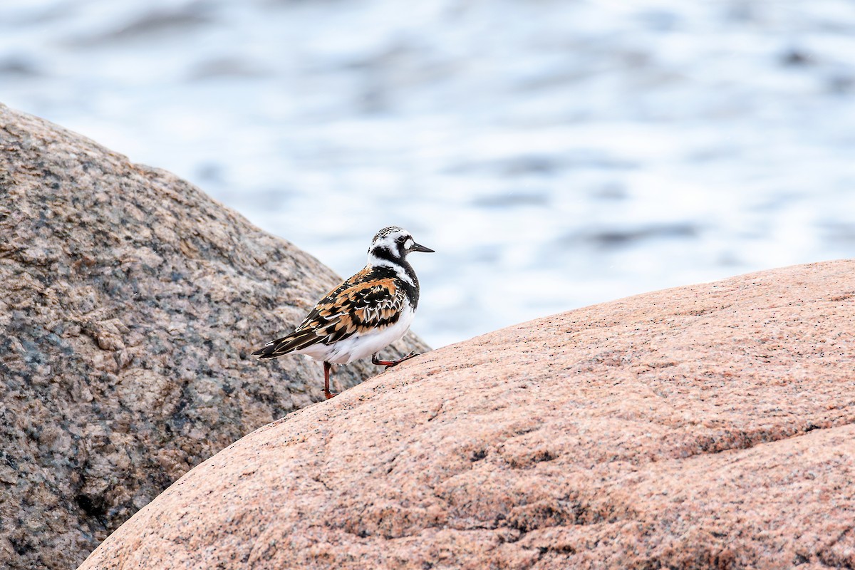 Ruddy Turnstone - Сергей Кукуев