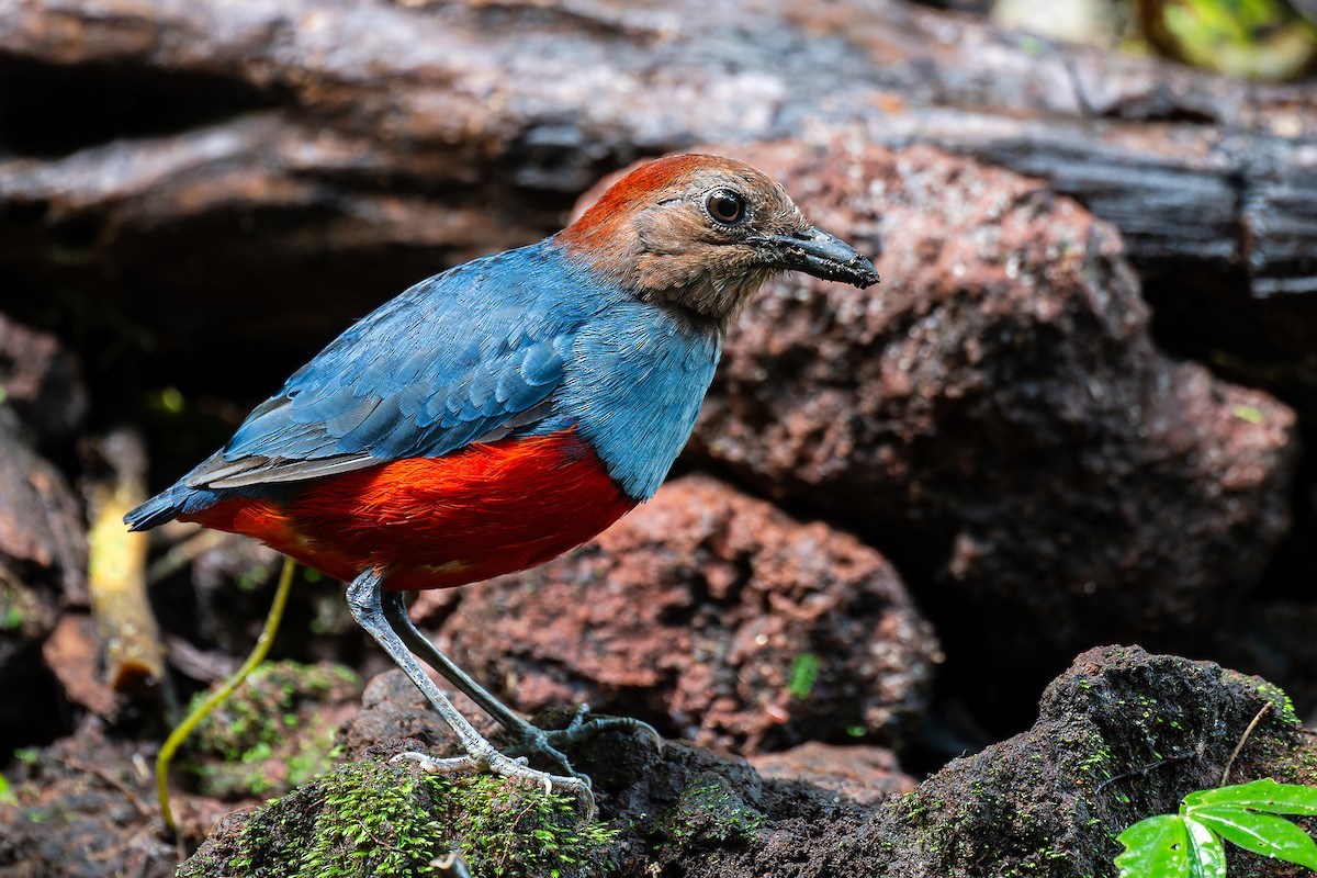 North Moluccan Pitta - Boas Emmanuel