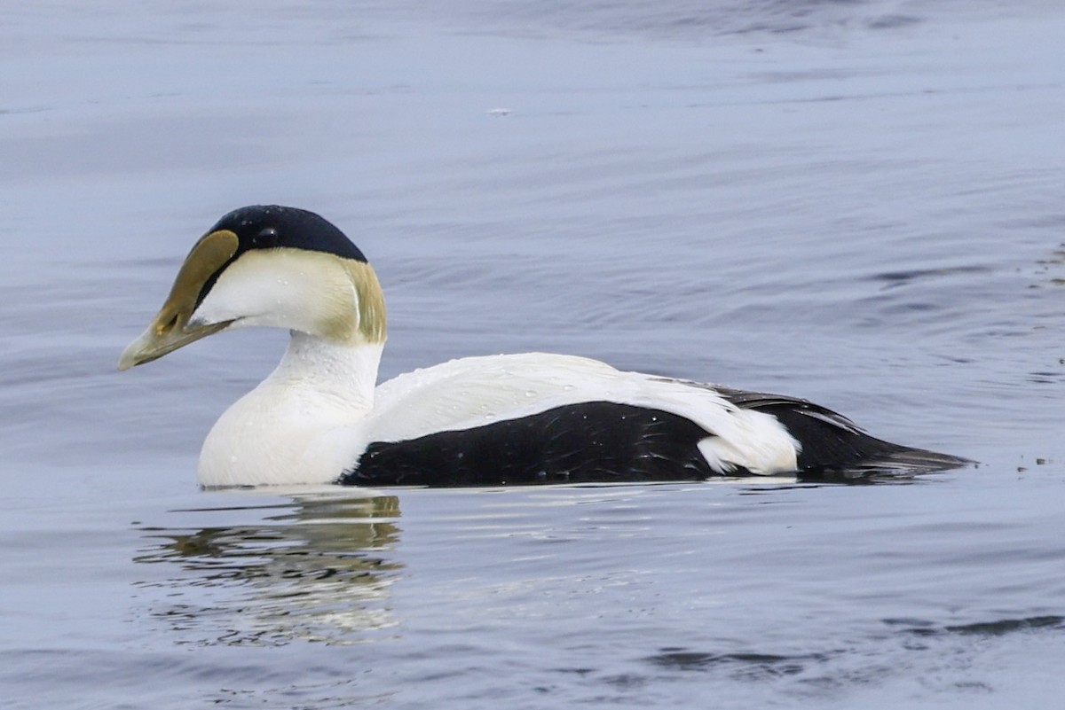 Common Eider - ML619121969