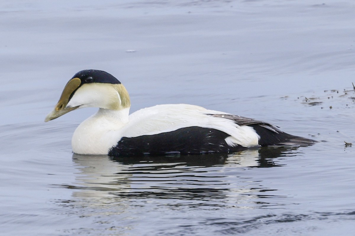 Common Eider - Michael Bernard