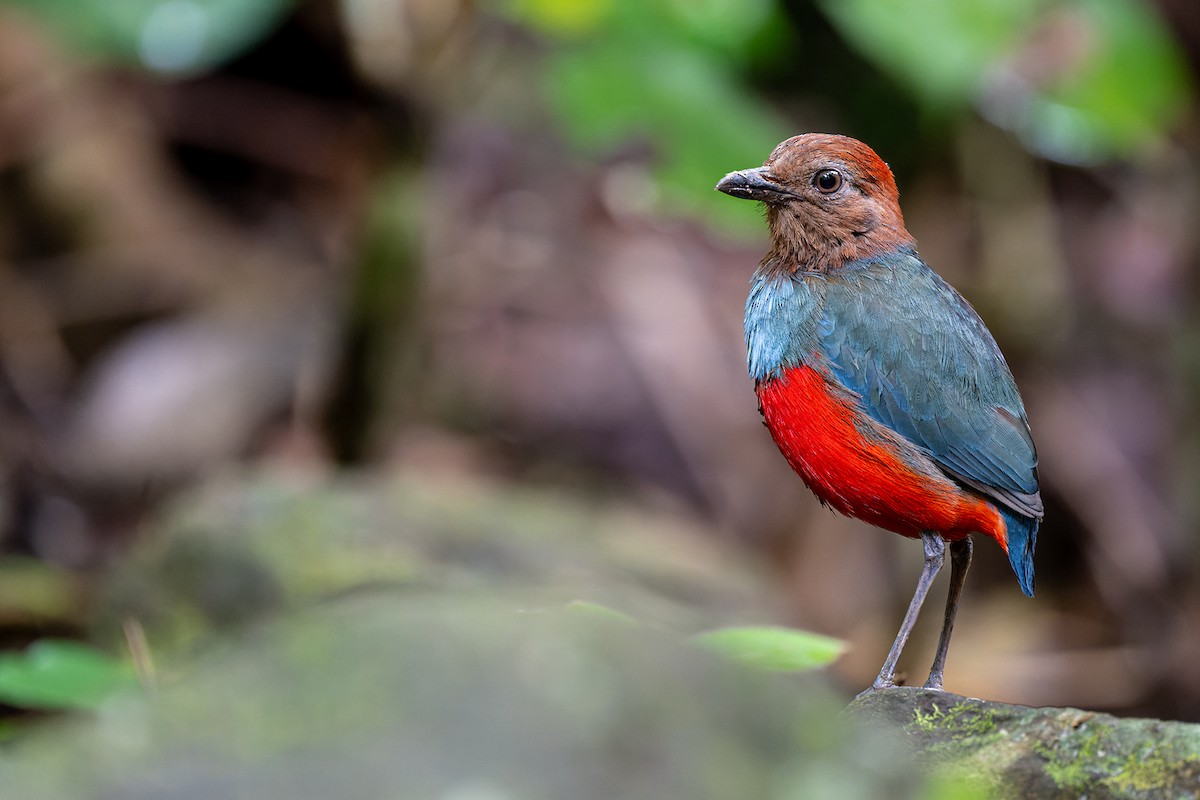 North Moluccan Pitta - Boas Emmanuel