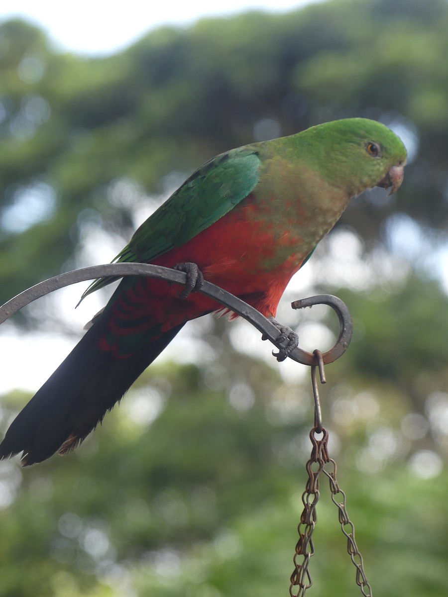 Australian King-Parrot - Andrew Sides