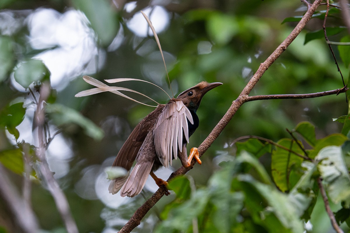 Standardwing Bird-of-Paradise - Boas Emmanuel