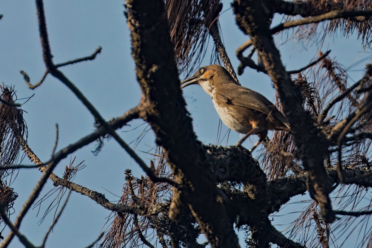 Spot-breasted Scimitar-Babbler - ML619122010