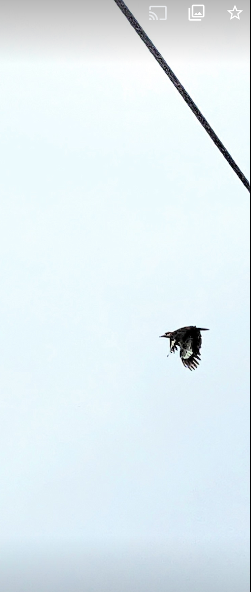 Pileated Woodpecker - Pam Bojanoski