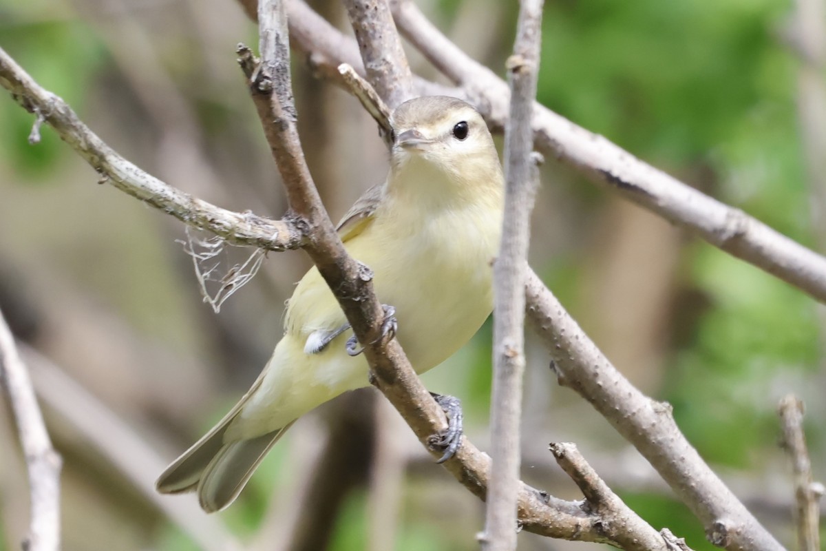 Warbling Vireo - Manon leduc