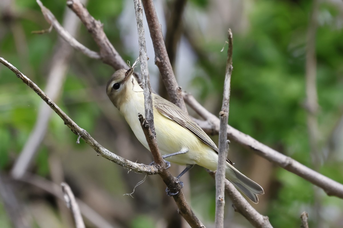 Warbling Vireo - Manon leduc