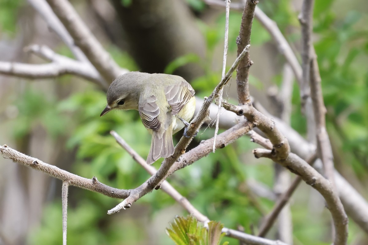 Warbling Vireo - Manon leduc