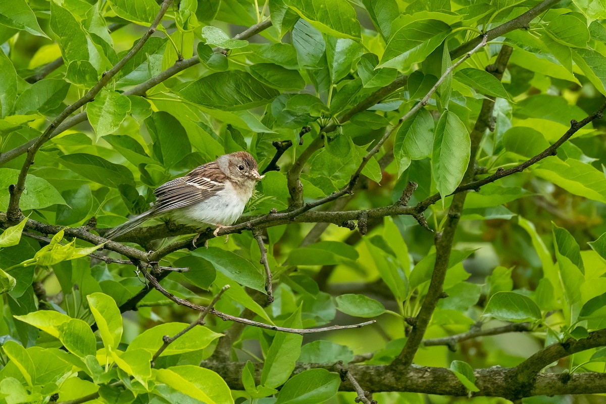 Field Sparrow - Christine Hayden