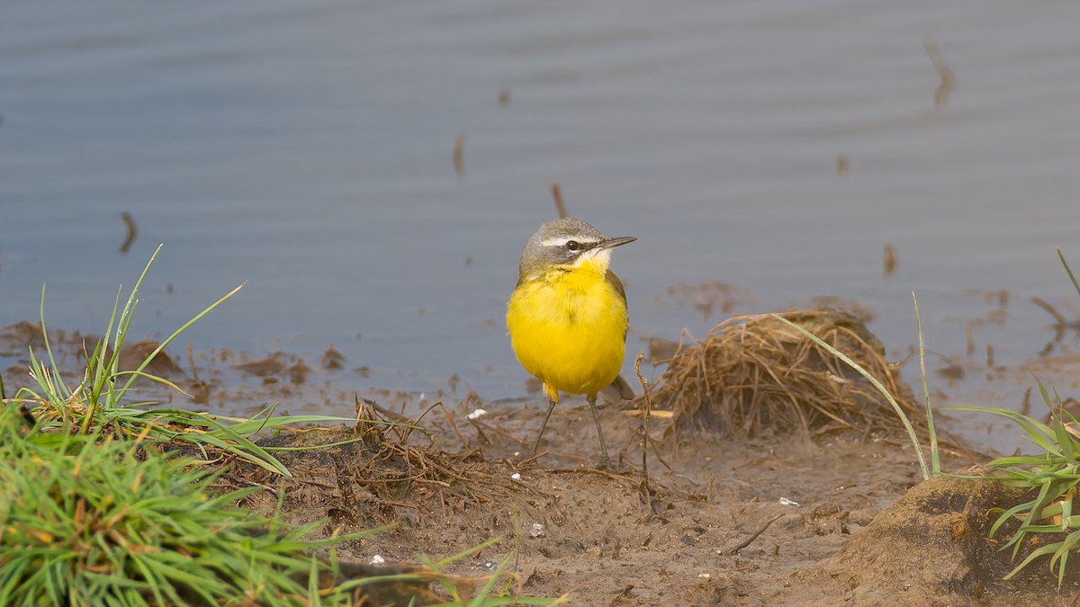 Western Yellow Wagtail (flava) - Peter Kennerley