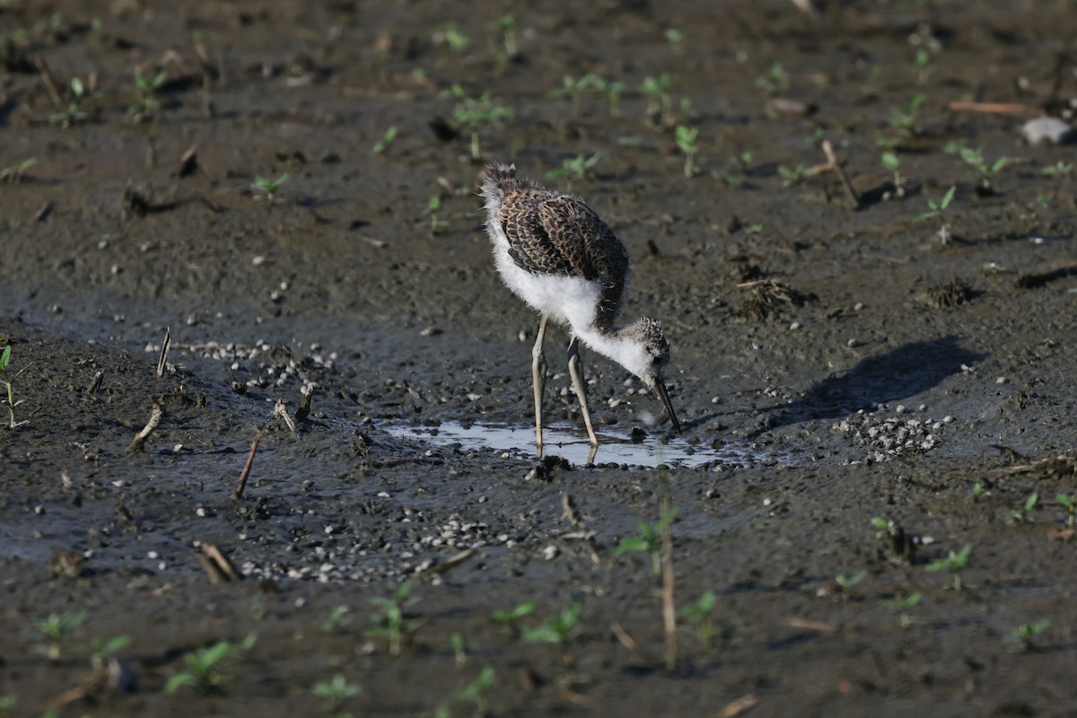 Black-winged Stilt - HsuehHung Chang