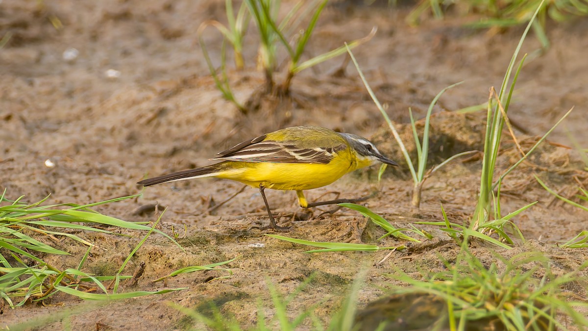 Western Yellow Wagtail (flava) - Peter Kennerley