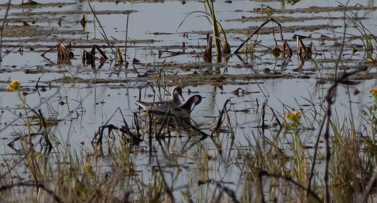 Wilson's Phalarope - Mike Good