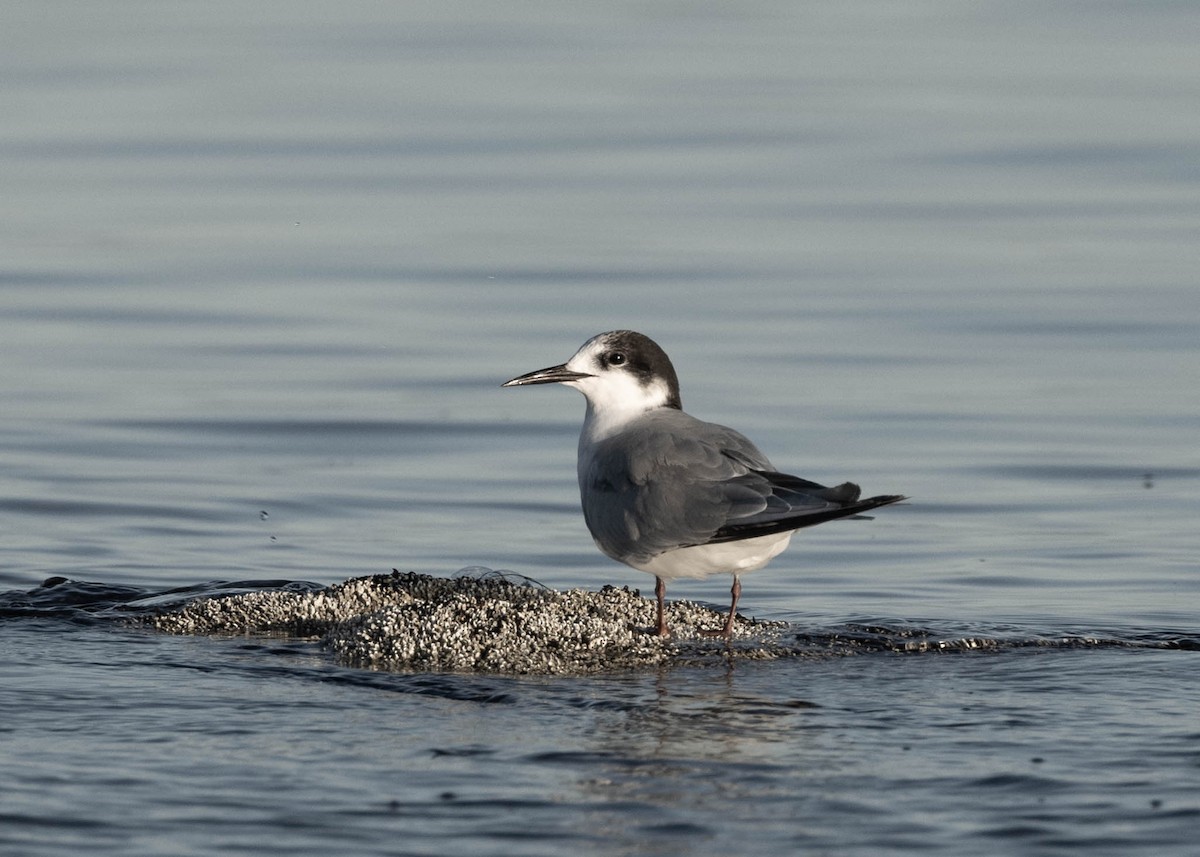 Common Tern - Robert Gully
