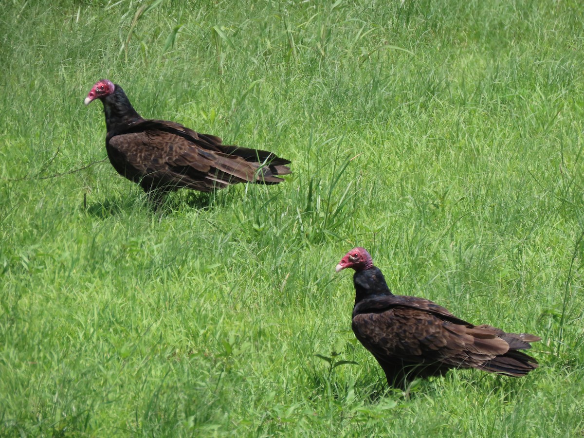 Turkey Vulture - Doug Kibbe