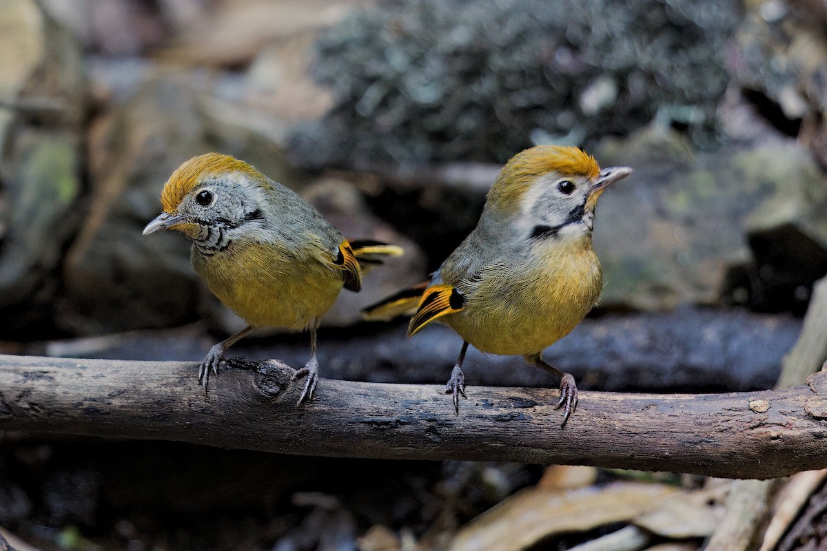 Chestnut-tailed Minla - Yogish Holla