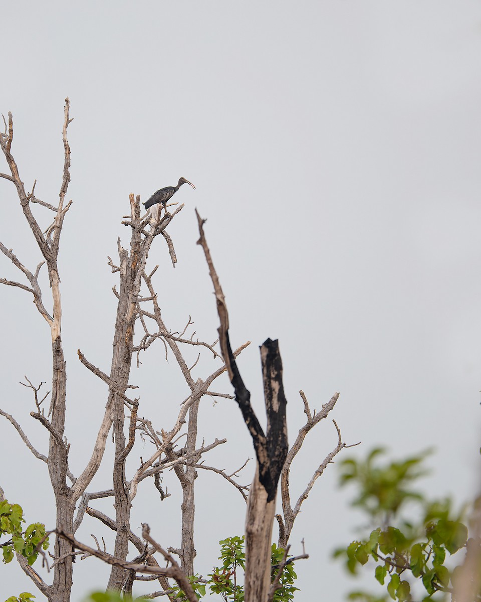 Giant Ibis - Boas Emmanuel