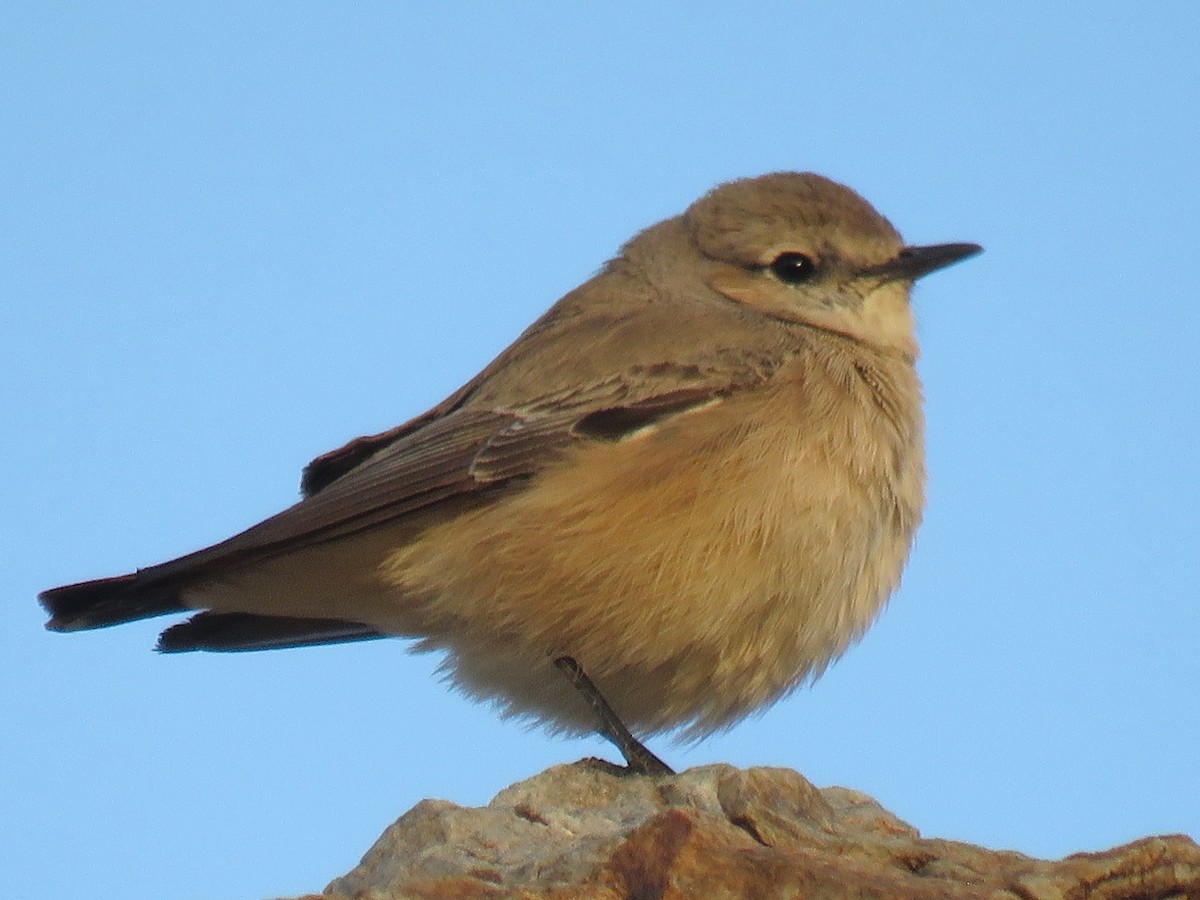 Persian Wheatear - Stephen Taylor