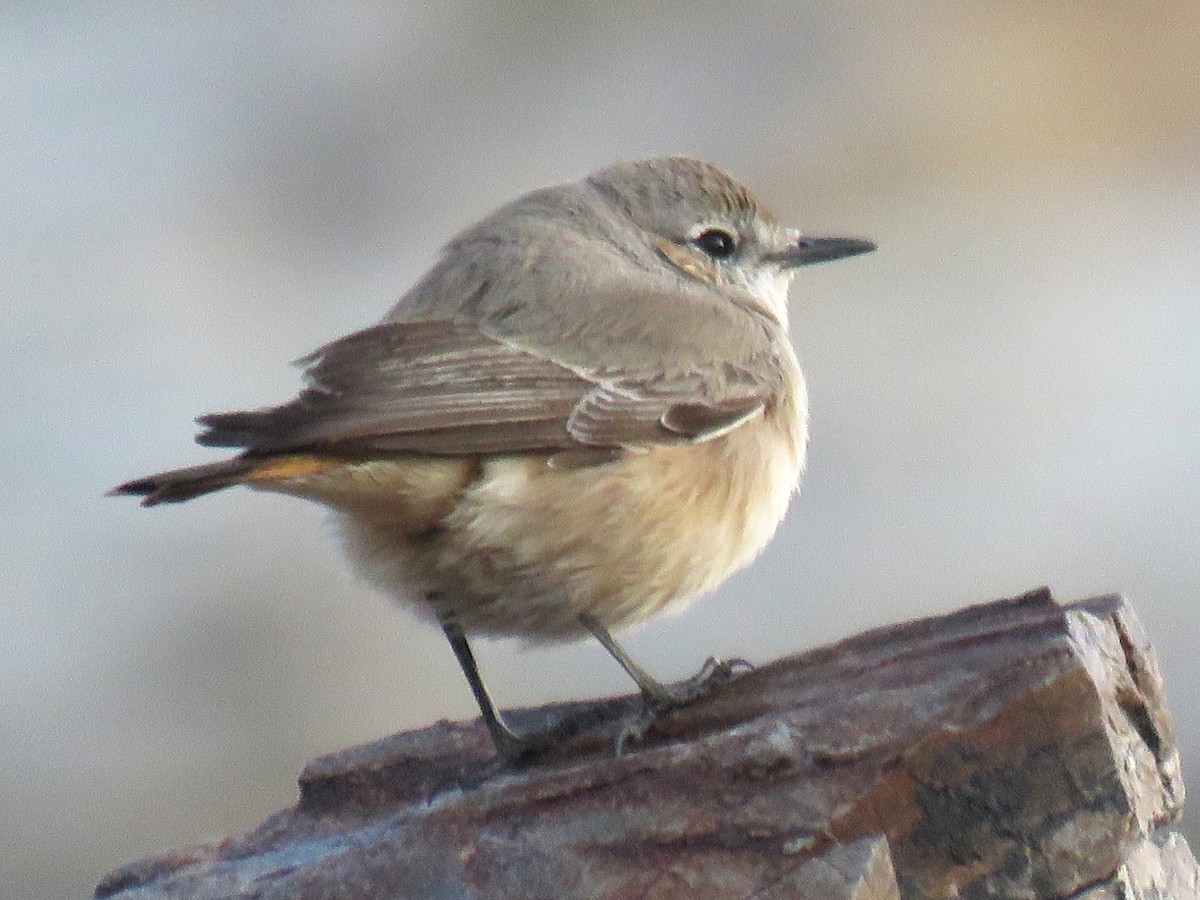 Persian Wheatear - ML619122083