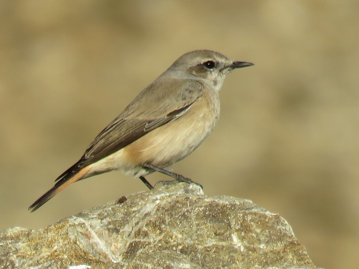 Persian Wheatear - Stephen Taylor