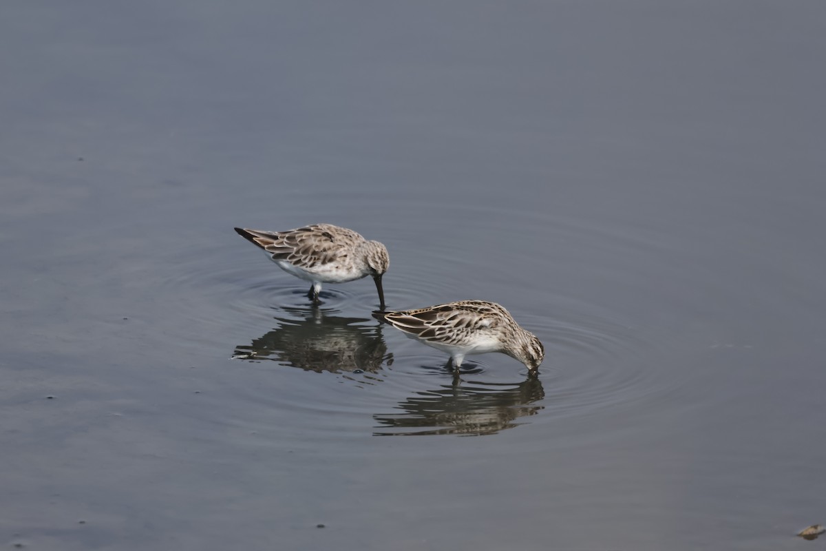 Broad-billed Sandpiper - ML619122091