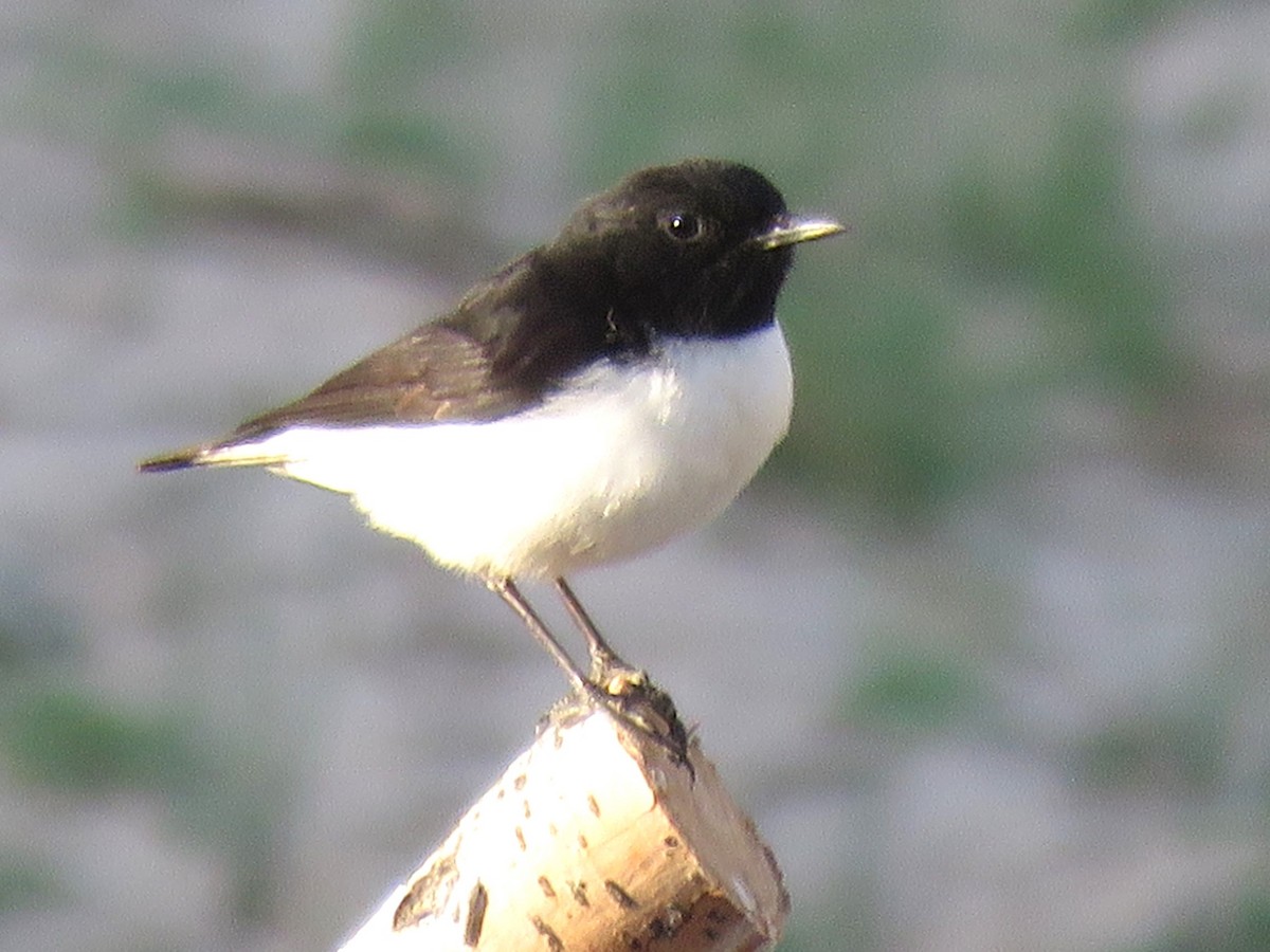 Hume's Wheatear - ML619122092