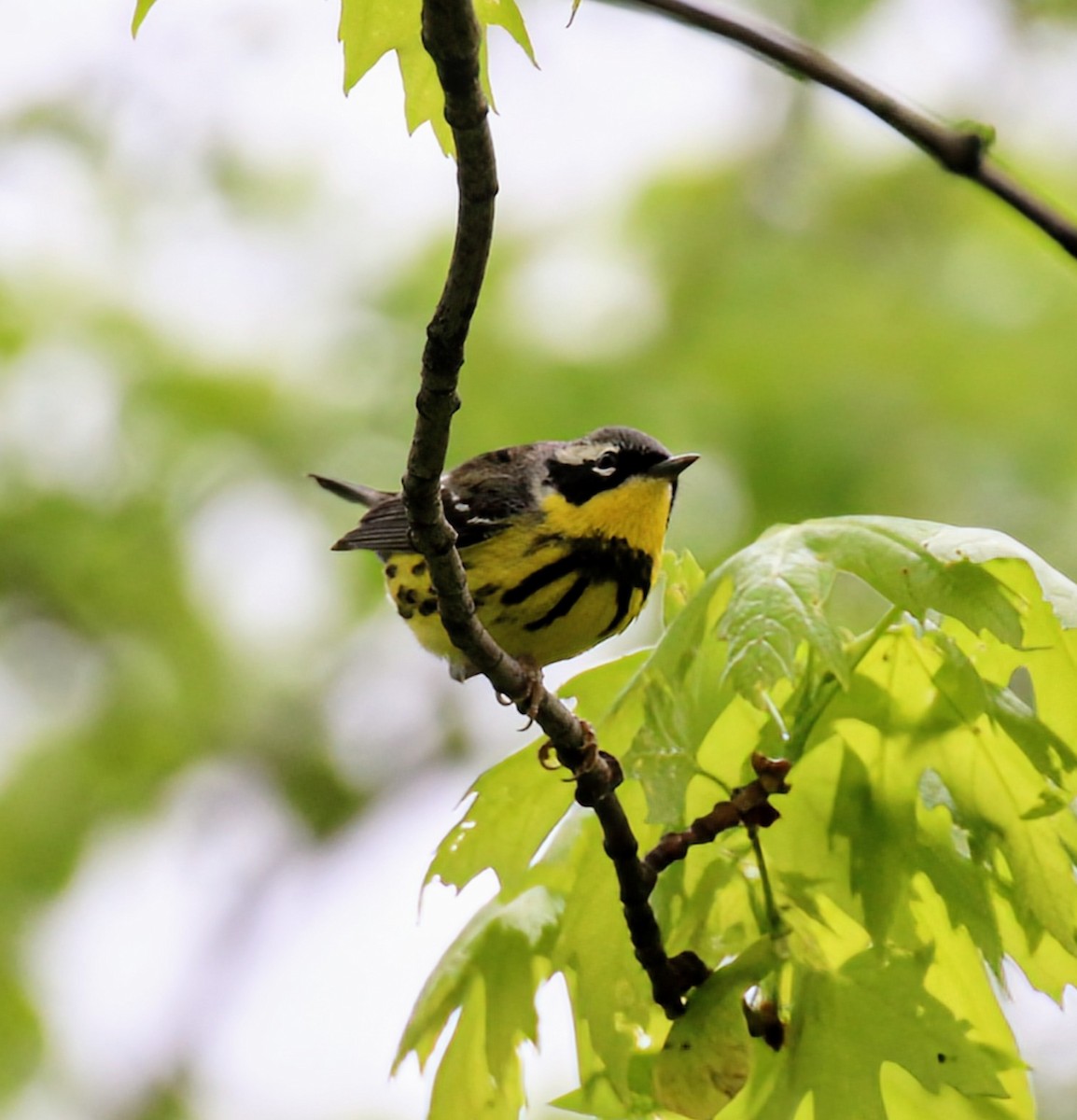 Magnolia Warbler - Phil Mills