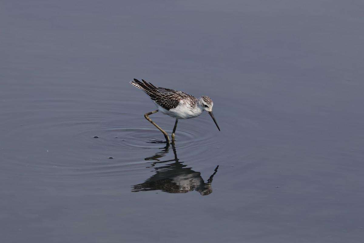 Marsh Sandpiper - HsuehHung Chang